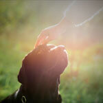 Cirurgia Reiki Animal