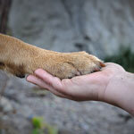 Terapia Reiki Animal