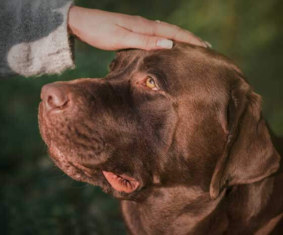 Terapia Reiki em Animais